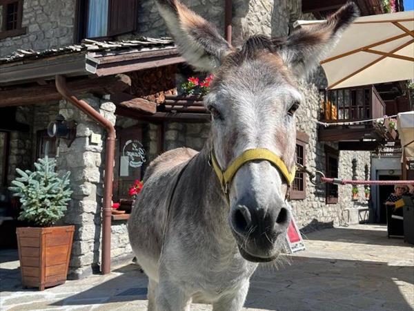 Hotel La Grange - Animal Chic Hotel a Courmayeur